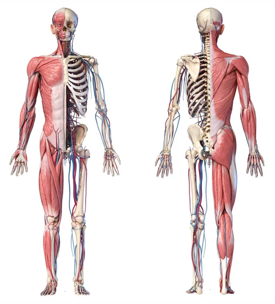 SISTEMA MUSCULO ESQUELÉTICO 